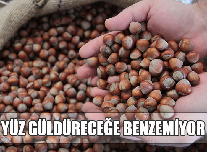 Güncel fındık fiyatları