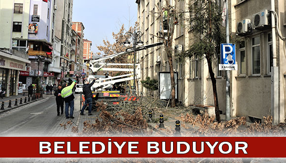 Akçaabat’ta Ağaçlar Budanıyor