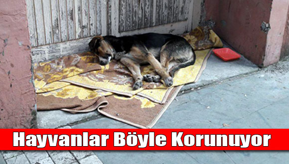 Hayvanlar Soğuktan Böyle Korundu