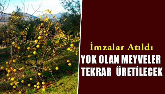 Büyükşehir Belediyesi Unutulmaya  Yüz Tutmuş Meyve Türlerini Üretecek