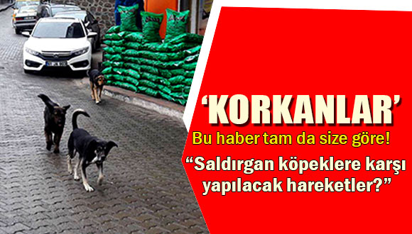 Saldırgan Köpeklere Karşı Yapılabilecek Hareketler
