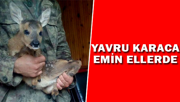 Yavru Karaca Emin Ellerde