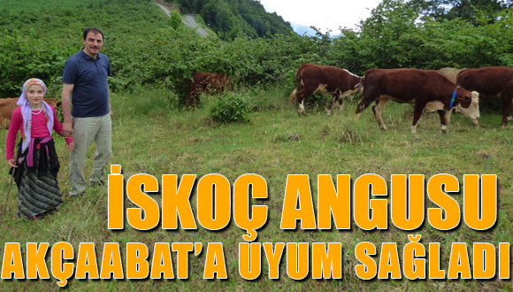 İskoç Angusu Akçaabat’a Uyum Sağladı