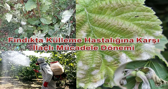 FINDIKTA KÜLLEME HASTALIĞINA KARŞI MÜCADELE DÖNEMİ