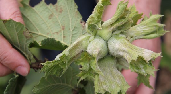 FINDIKTA KÜLLEME ZAMANI BAŞLADI