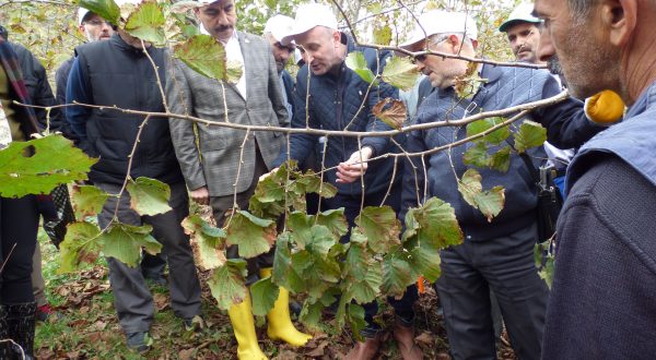 FINDIK ÜRETİCİSİ EMEĞE SAYGI BEKLİYOR