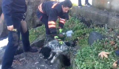 KAYALIKLARA SIKIŞAN KÖPEK KURTARILDI