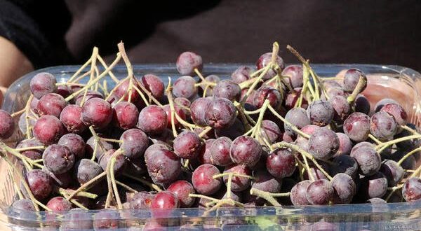 “SÜPER MEYVE” TRABZON’DA ÜRETİCİLERİN GELİR KAPISI OLACAK