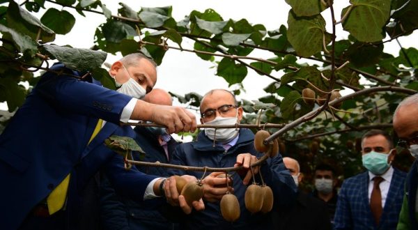 ALTERNATİF ÜRÜN KİVİ’DE MEYVE HASADI