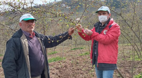 AKÇAABAT ZİRAAT ODASINDAN FINDIKTA KOZALAK AKARI İÇİN UYARI