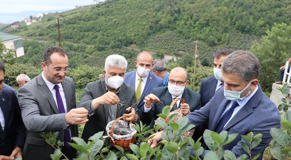 AKÇAABAT’TA SÜPER MEYVE “ARONYA” HASADI YAPILDI