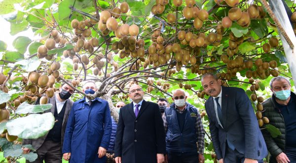 AKÇAABAT’LI KİVİ ÜRETİCİSİNİN YÜZÜ GÜLDÜ